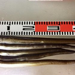 自己記録更新(^。^)