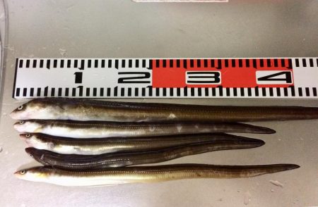 自己記録更新(^。^)