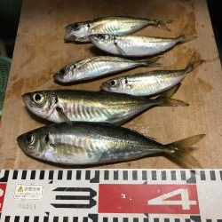 アジ釣り④今朝は一人ぼっち