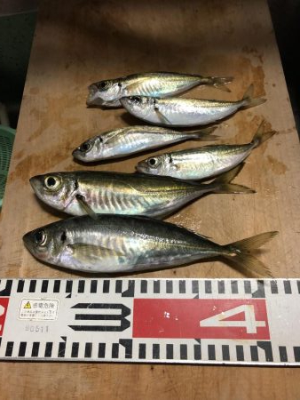 アジ釣り④今朝は一人ぼっち