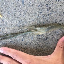 手長エビ