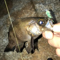 メバモーニング