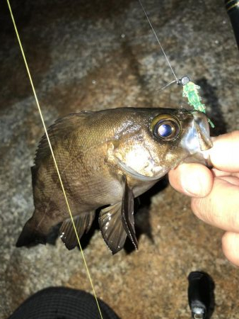 メバモーニング