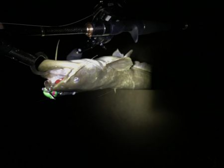 梅雨入りは活性up