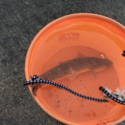 キスの時期になりました！