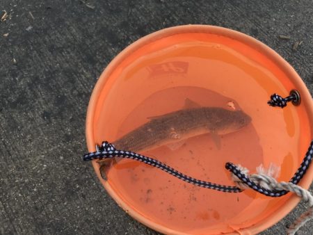 キスの時期になりました！