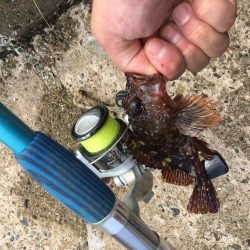 エギングに挑戦するも。。。