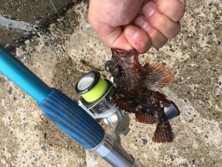 エギングに挑戦するも。。。