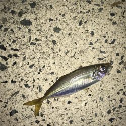 少しだけアジングを