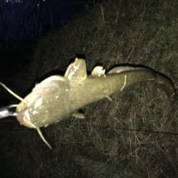 もはや日課のなまず