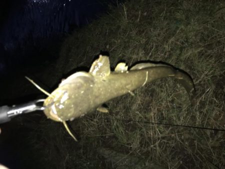 もはや日課のなまず