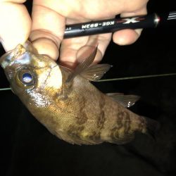 雨の合間のメバリング