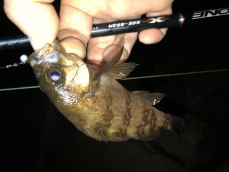 雨の合間のメバリング