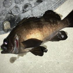 メバリングフィーバーナイト