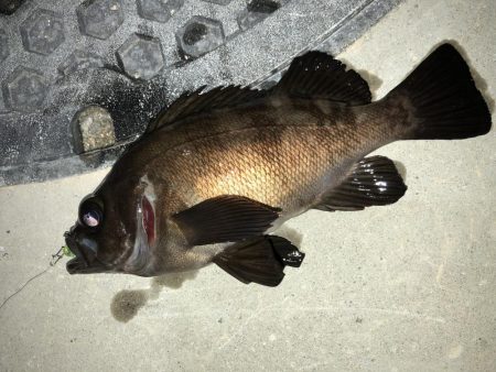 メバリングフィーバーナイト