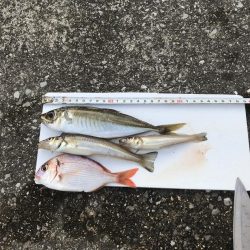 またまた五目釣り！