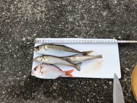 またまた五目釣り！