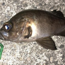 やっぱり強かった！！スペシャルグリーン！！