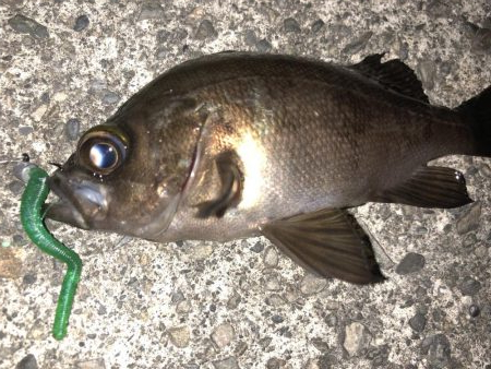 やっぱり強かった！！スペシャルグリーン！！