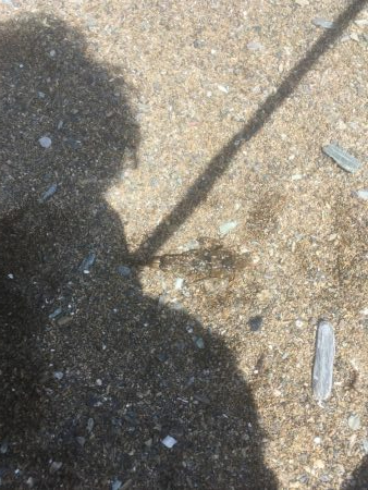 大神子海岸でキス