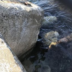 根魚絶好調です！