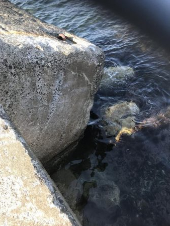 根魚絶好調です！