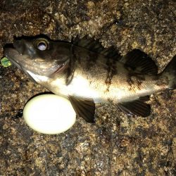 まだまだまだメバリング