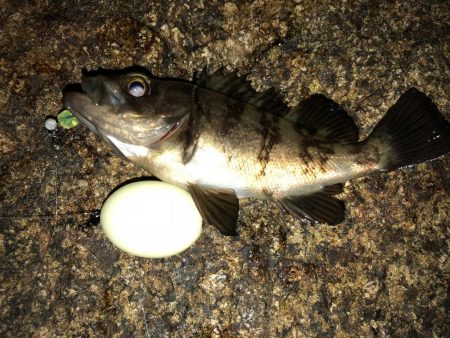 まだまだまだメバリング