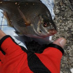 魚の活性が良い