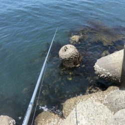 コブダイの幼魚