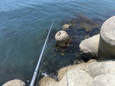 コブダイの幼魚