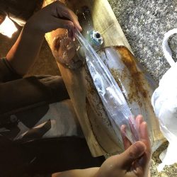 人生初アオリイカ！