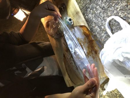 人生初アオリイカ！