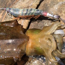 春イカエギング