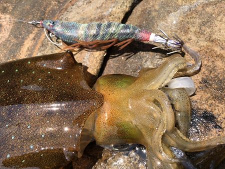 春イカエギング