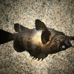 まだまだメバルに癒されて