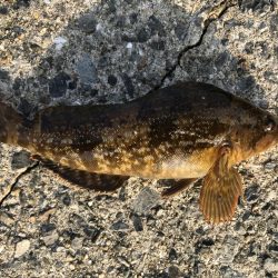 ガシラ入れ食い!