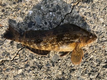 ガシラ入れ食い!