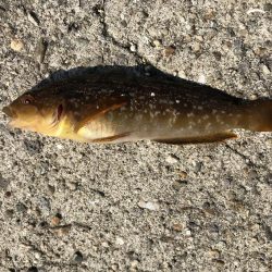 ガシラ入れ食い！