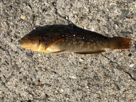 ガシラ入れ食い！