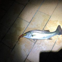 シーバス50cm台後半