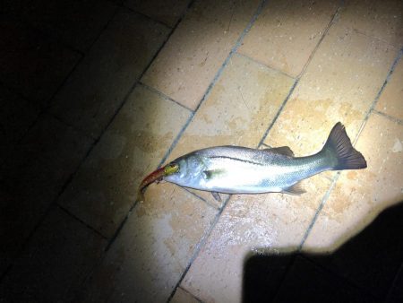 シーバス50cm台後半