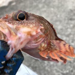 今日の釣果は。