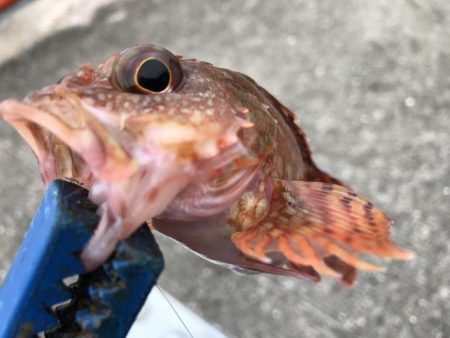 今日の釣果は。