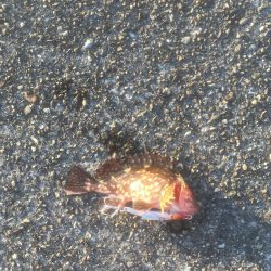 東沖洲テクトロでカサゴ