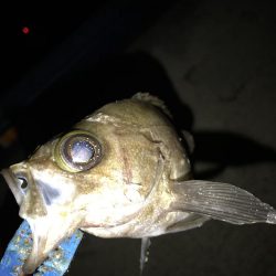 まさかのメバルが。