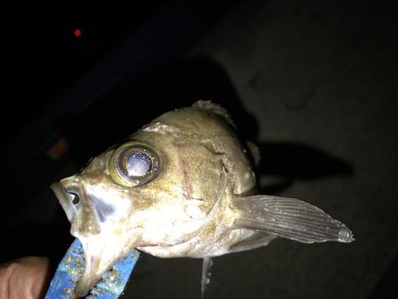 まさかのメバルが。