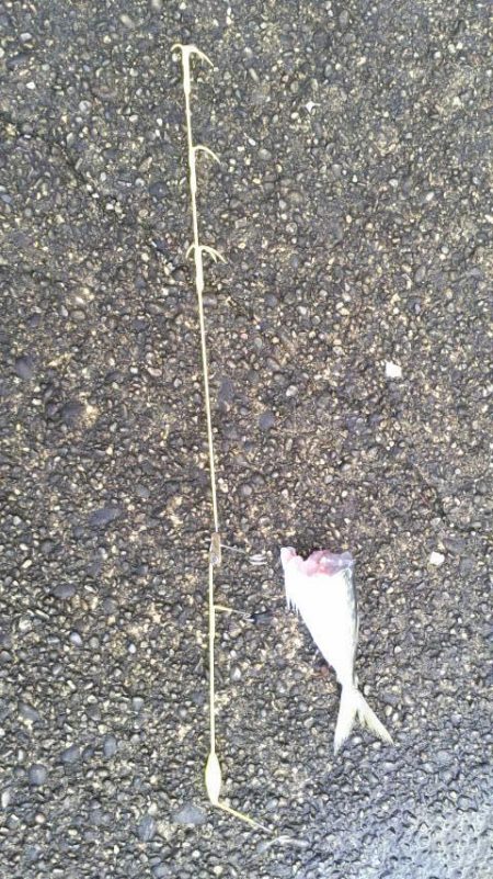 今年初のキロオーバー