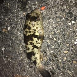 コウイカちゃん^ ^