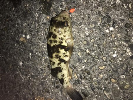 コウイカちゃん^ ^